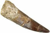 Fossil Plesiosaur (Zarafasaura) Tooth - Morocco #237585-1
